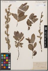 Foto von Salix cinerea L.